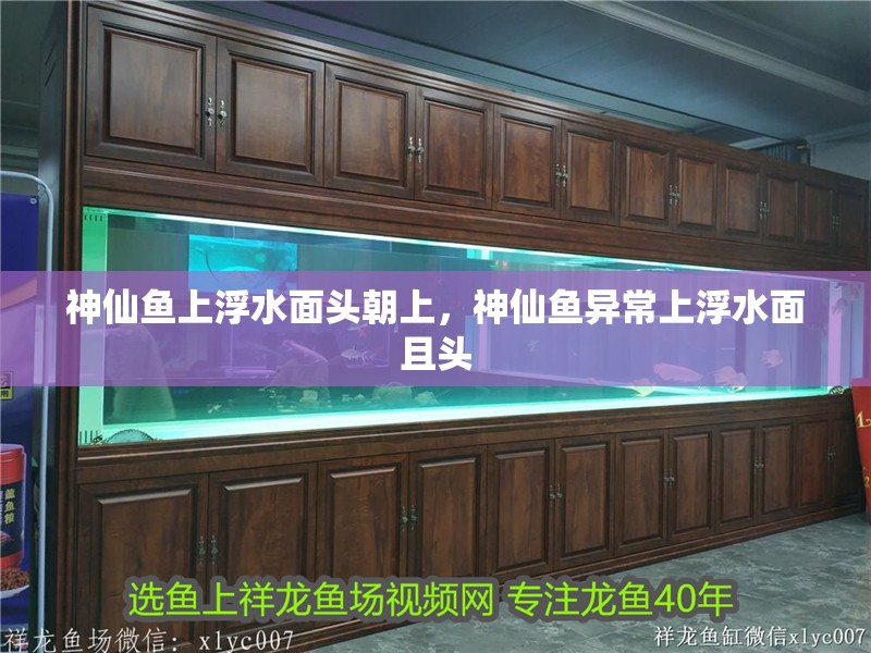 神仙魚上浮水面頭朝上，神仙魚異常上浮水面且頭