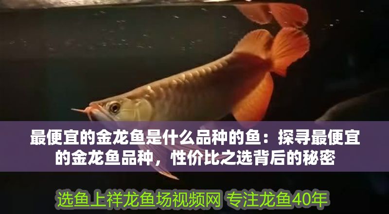 最便宜的金龍魚是什么品種的魚：探尋最便宜的金龍魚品種，性價比之選背后的秘密