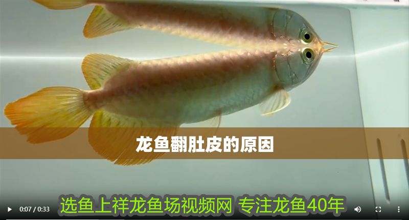 龍魚翻肚皮的原因