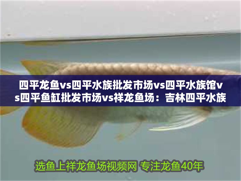 四平龍魚vs四平水族批發市場vs四平水族館vs四平魚缸批發市場vs祥龍魚場：吉林四平水族批發市場