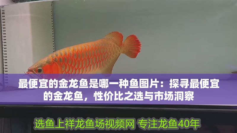 最便宜的金龍魚是哪一種魚圖片：探尋最便宜的金龍魚，性價比之選與市場洞察