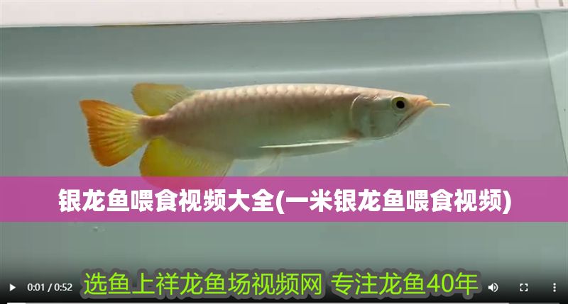 銀龍魚喂食視頻大全(一米銀龍魚喂食視頻)