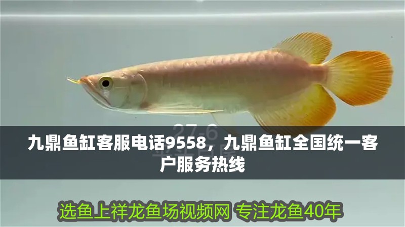 九鼎魚缸客服電話9558，九鼎魚缸全國統一客戶服務熱線