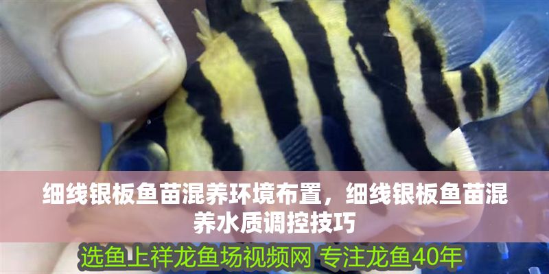 細(xì)線銀板魚(yú)苗混養(yǎng)環(huán)境布置，細(xì)線銀板魚(yú)苗混養(yǎng)水質(zhì)調(diào)控技巧