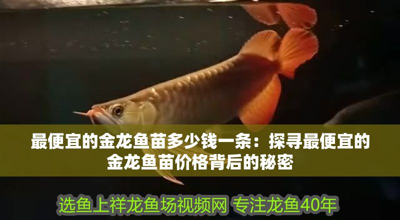 最便宜的金龍魚苗多少錢一條：探尋最便宜的金龍魚苗價格背后的秘密