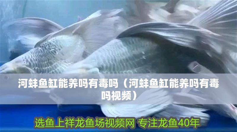 河蚌魚(yú)缸能養(yǎng)嗎有毒嗎（河蚌魚(yú)缸能養(yǎng)嗎有毒嗎視頻）