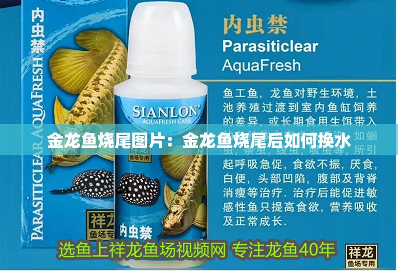 金龍魚燒尾圖片：金龍魚燒尾后如何換水