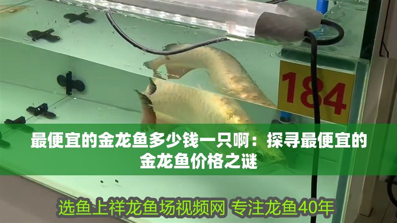 最便宜的金龍魚多少錢一只啊：探尋最便宜的金龍魚價(jià)格之謎