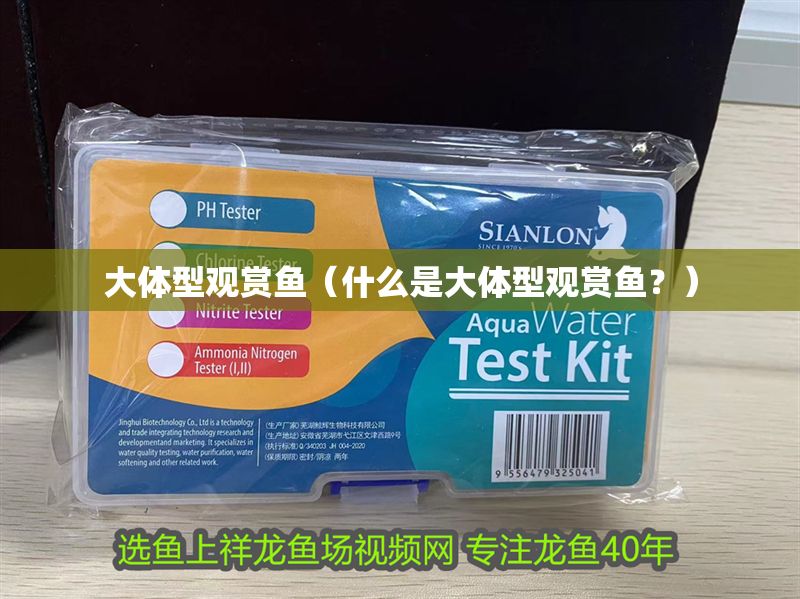 大體型觀賞魚（什么是大體型觀賞魚？）