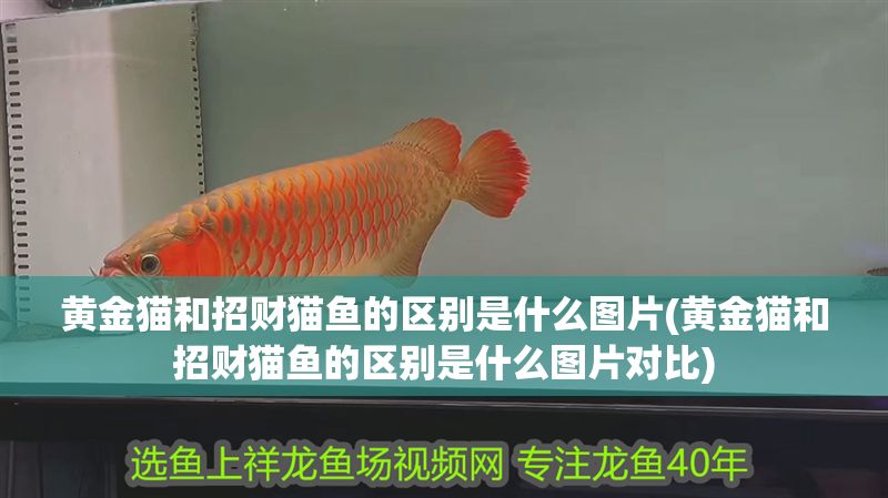 黃金貓和招財(cái)貓魚(yú)的區(qū)別是什么圖片(黃金貓和招財(cái)貓魚(yú)的區(qū)別是什么圖片對(duì)比)