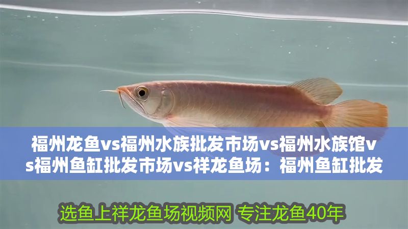 福州龍魚vs福州水族批發市場vs福州水族館vs福州魚缸批發市場vs祥龍魚場：福州魚缸批發市場
