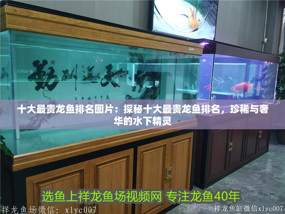 十大最貴龍魚排名圖片：探秘十大最貴龍魚排名，珍稀與奢華的水下精靈