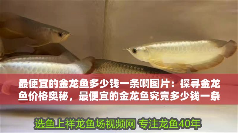 最便宜的金龍魚多少錢一條啊圖片：探尋金龍魚價格奧秘，最便宜的金龍魚究竟多少錢一條