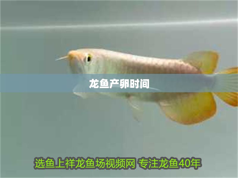 龍魚產(chǎn)卵時(shí)間
