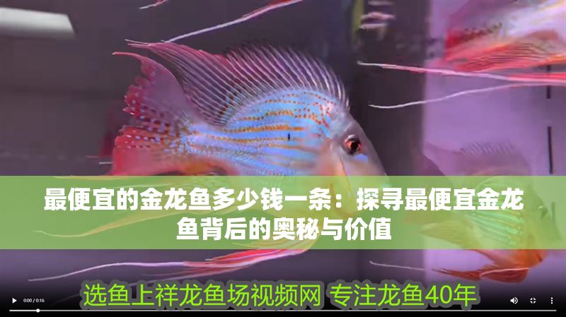 最便宜的金龍魚多少錢一條：探尋最便宜金龍魚背后的奧秘與價值