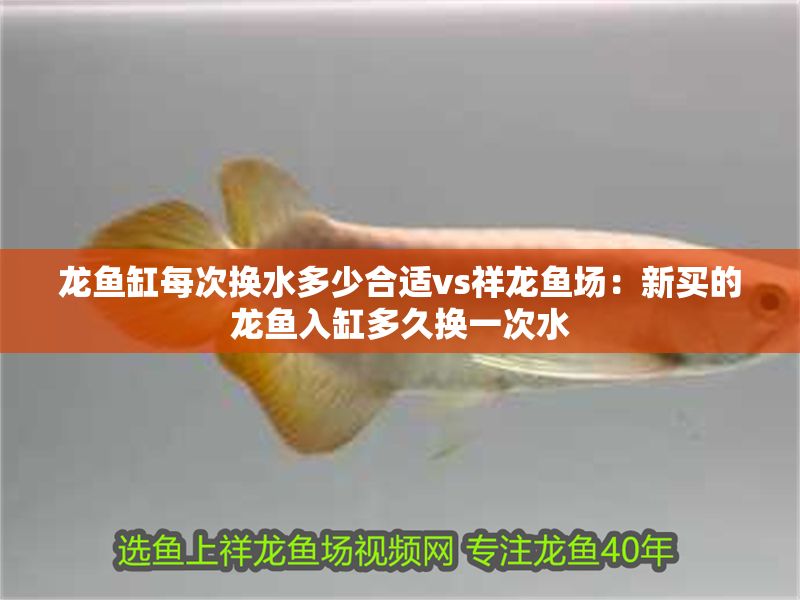 龍魚缸每次換水多少合適vs祥龍魚場：新買的龍魚入缸多久換一次水
