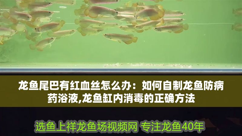 龍魚尾巴有紅血絲怎么辦：如何自制龍魚防病藥浴液,龍魚缸內(nèi)消毒的正確方法