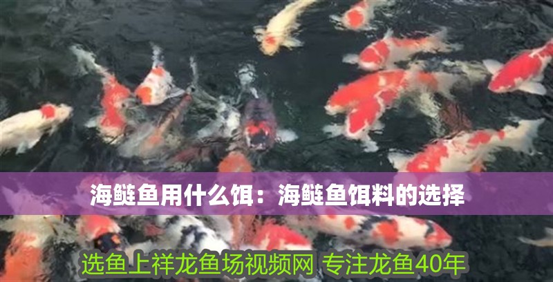 海鰱魚用什么餌：海鰱魚餌料的選擇