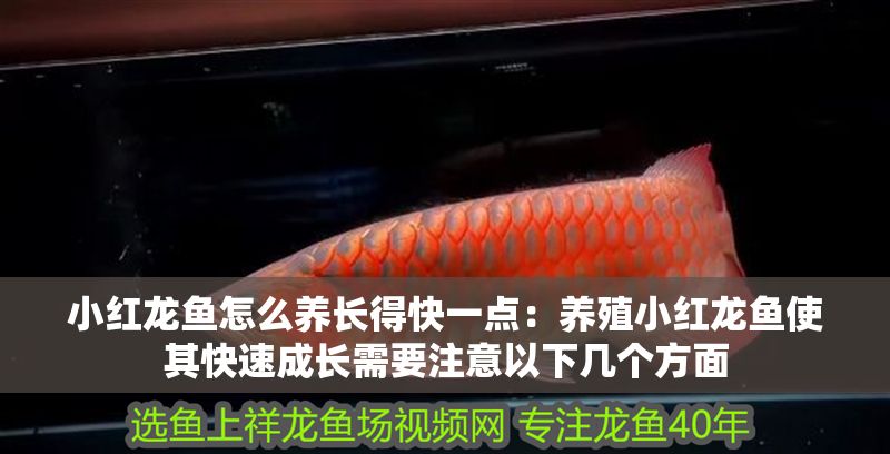 小紅龍魚怎么養長得快一點：養殖小紅龍魚使其快速成長需要注意以下幾個方面 小紅龍魚怎么養長得快一點：養殖小紅龍魚使其快速成長需要注意以下幾個方面 紅龍魚百科 第1張