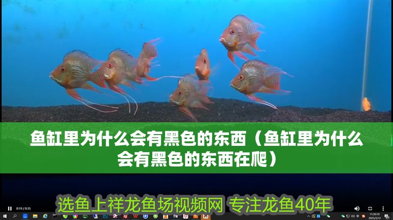魚缸里為什么會有黑色的東西（魚缸里為什么會有黑色的東西在爬）