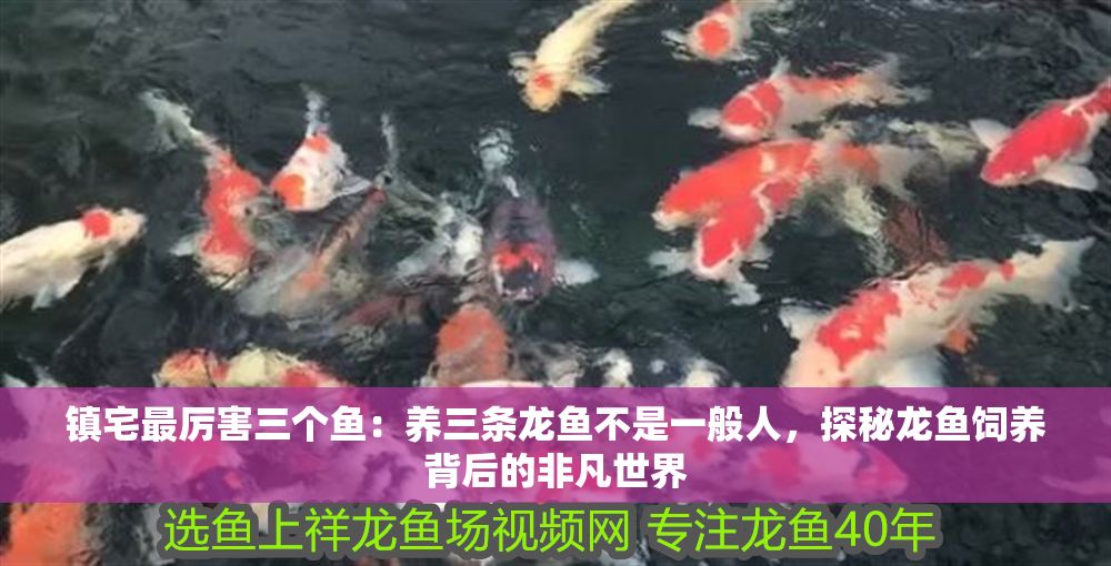 鎮宅最厲害三個魚：養三條龍魚不是一般人，探秘龍魚飼養背后的非凡世界