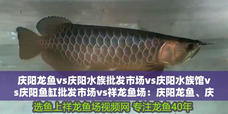 慶陽龍魚vs慶陽水族批發市場vs慶陽水族館vs慶陽魚缸批發市場vs祥龍魚場：慶陽龍魚、慶陽水族館、慶陽魚缸批發市場、祥龍魚場 慶陽龍魚vs慶陽水族批發市場vs慶陽水族館vs慶陽魚缸批發市場vs祥龍魚場：慶陽龍魚、慶陽水族館、慶陽魚缸批發市場、祥龍魚場 祥龍魚場各市分站 第2張