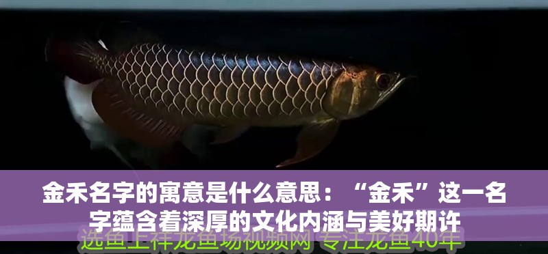 金禾名字的寓意是什么意思：“金禾”這一名字蘊含著深厚的文化內涵與美好期許