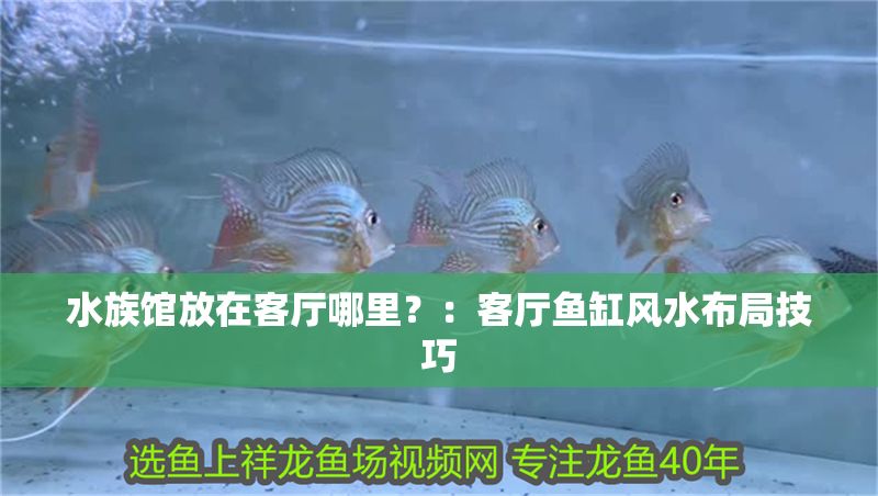水族館放在客廳哪里？：客廳魚缸風(fēng)水布局技巧
