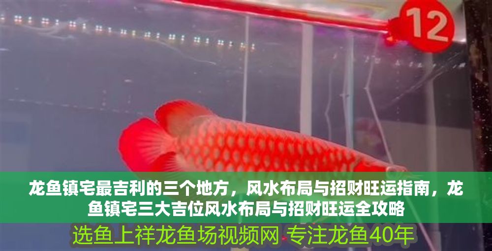 龍魚鎮宅最吉利的三個地方，風水布局與招財旺運指南，龍魚鎮宅三大吉位風水布局與招財旺運全攻略