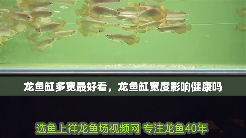 龍魚缸多寬最好看，龍魚缸寬度影響健康嗎