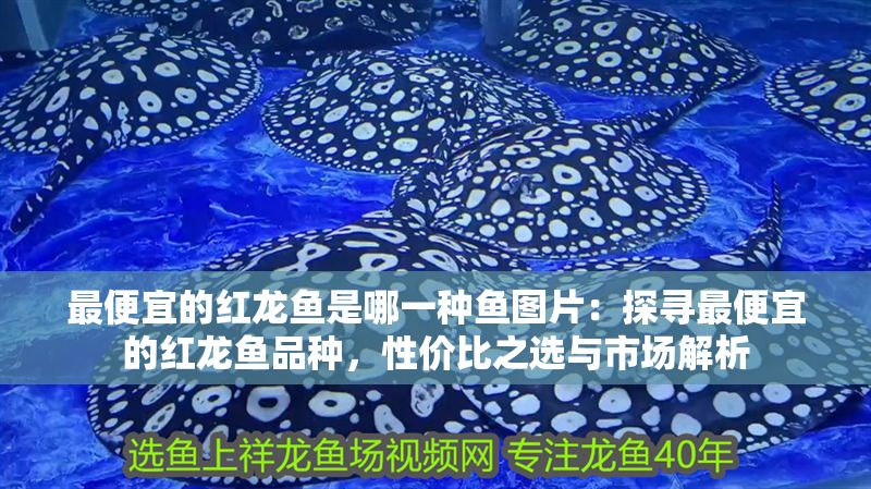 最便宜的紅龍魚是哪一種魚圖片：探尋最便宜的紅龍魚品種，性價比之選與市場解析