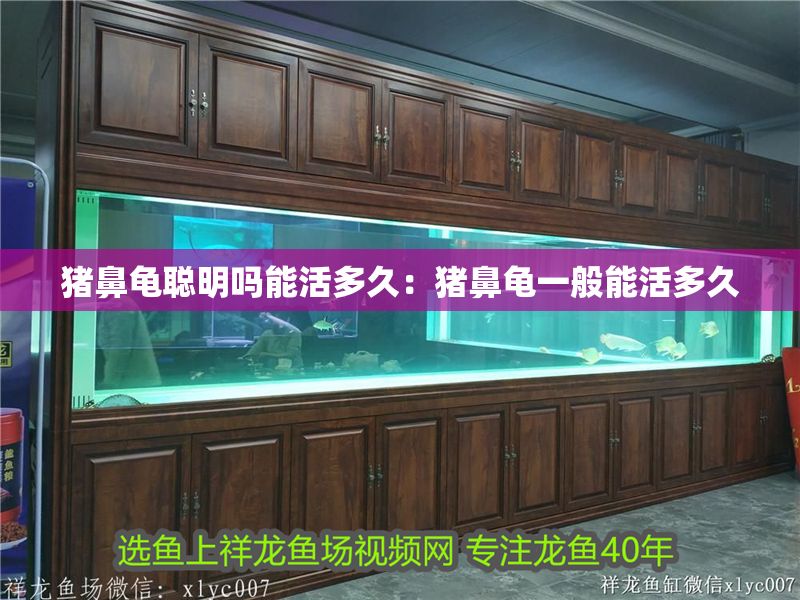 豬鼻龜聰明嗎能活多久：豬鼻龜一般能活多久