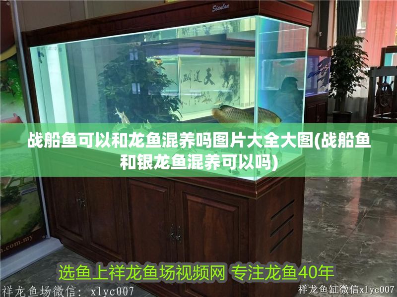 戰(zhàn)船魚可以和龍魚混養(yǎng)嗎圖片大全大圖(戰(zhàn)船魚和銀龍魚混養(yǎng)可以嗎)