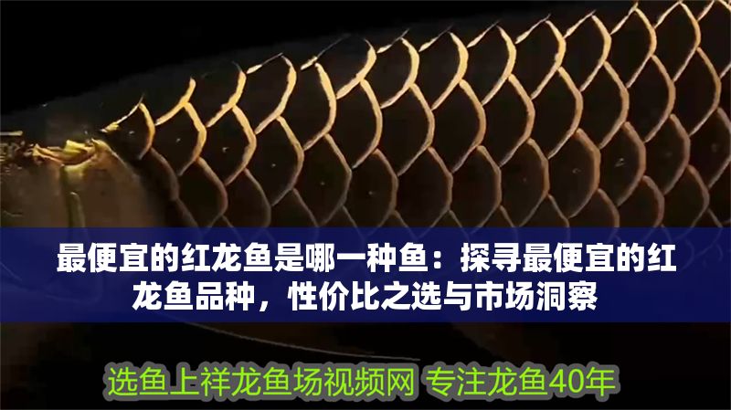 最便宜的紅龍魚是哪一種魚：探尋最便宜的紅龍魚品種，性價比之選與市場洞察