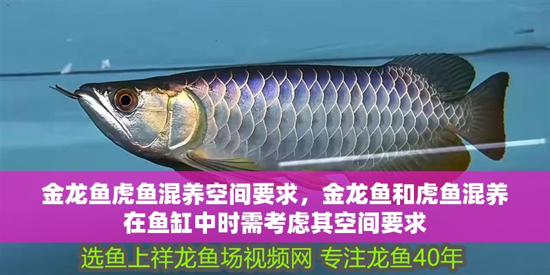 金龍魚虎魚混養(yǎng)空間要求，金龍魚和虎魚混養(yǎng)在魚缸中時需考慮其空間要求
