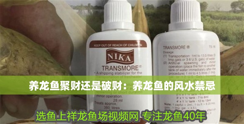 養龍魚聚財還是破財：養龍魚的風水禁忌