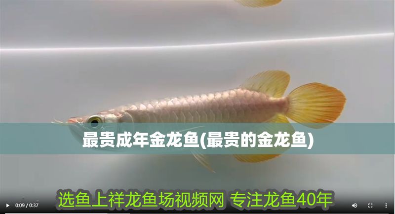最貴成年金龍魚(最貴的金龍魚)