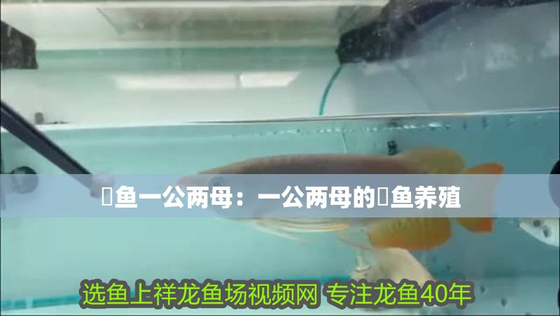 魟魚一公兩母：一公兩母的魟魚養(yǎng)殖
