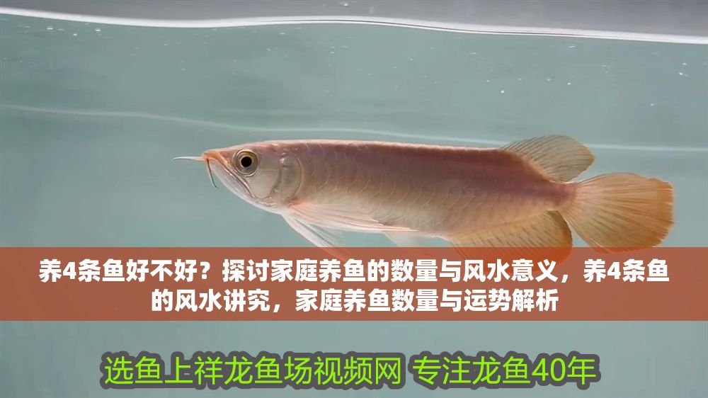 養4條魚好不好？探討家庭養魚的數量與風水意義，養4條魚的風水講究，家庭養魚數量與運勢解析