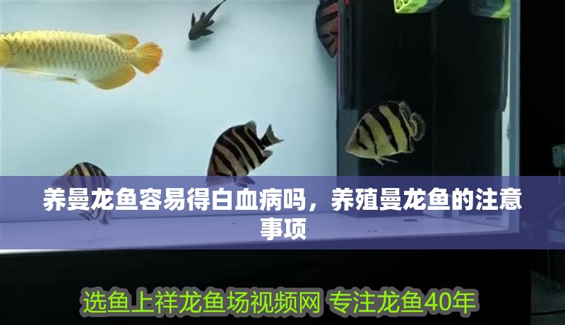 養曼龍魚容易得白血病嗎，養殖曼龍魚的注意事項 養曼龍魚容易得白血病嗎，養殖曼龍魚的注意事項 水族問答