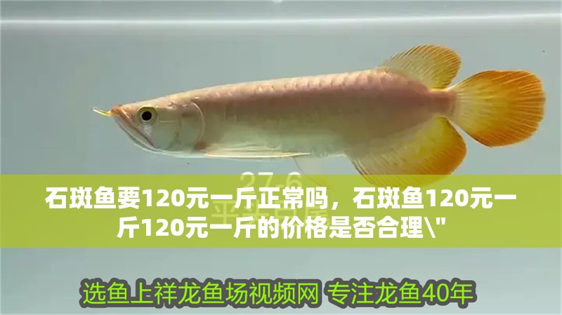 石斑魚要120元一斤正常嗎，石斑魚120元一斤120元一斤的價格是否合理\