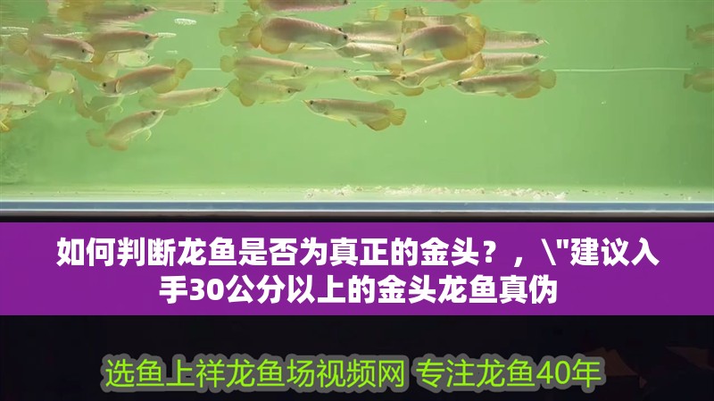 如何判斷龍魚是否為真正的金頭？，\