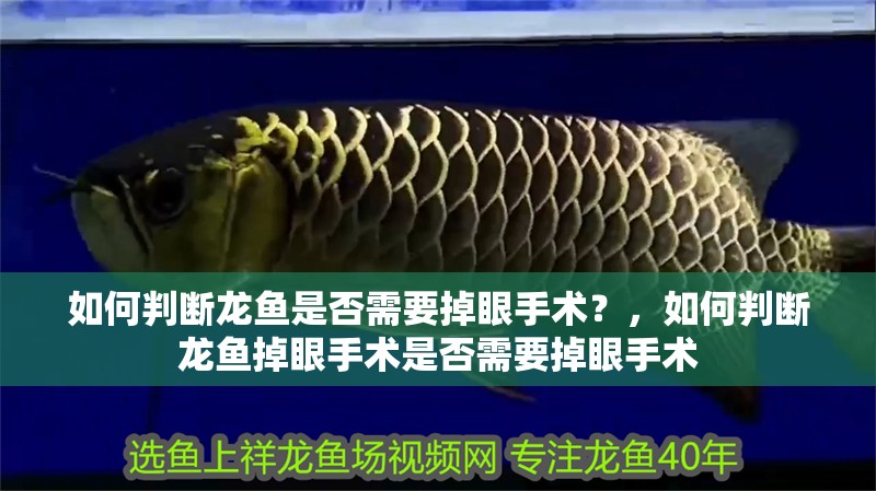 如何判斷龍魚是否需要掉眼手術？，如何判斷龍魚掉眼手術是否需要掉眼手術
