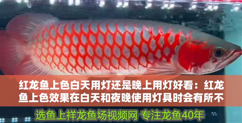 紅龍魚上色白天用燈還是晚上用燈好看：紅龍魚上色效果在白天和夜晚使用燈具時會有所不同