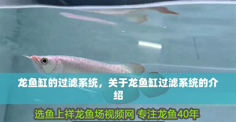 龍魚缸的過濾系統(tǒng)，關(guān)于龍魚缸過濾系統(tǒng)的介紹