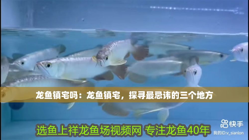 龍魚鎮(zhèn)宅嗎：龍魚鎮(zhèn)宅，探尋最忌諱的三個(gè)地方