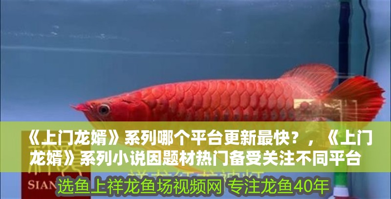 《上門龍婿》系列哪個平臺更新最快？，《上門龍婿》系列小說因題材熱門備受關注不同平臺的更新速度有所差異 《上門龍婿》系列哪個平臺更新最快？，《上門龍婿》系列小說因題材熱門備受關注不同平臺的更新速度有所差異 龍魚論壇