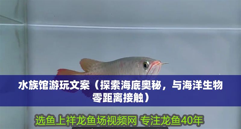 水族館游玩文案（探索海底奧秘，與海洋生物零距離接觸） 水族館游玩文案（探索海底奧秘，與海洋生物零距離接觸） 水族館百科（水族館加盟） 第1張