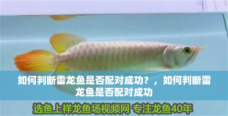 如何判斷雷龍魚是否配對成功？，如何判斷雷龍魚是否配對成功