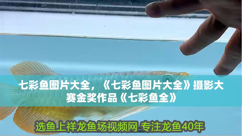 七彩魚圖片大全，《七彩魚圖片大全》攝影大賽金獎作品《七彩魚全》 七彩魚圖片大全，《七彩魚圖片大全》攝影大賽金獎作品《七彩魚全》 龍魚論壇